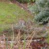 squirel