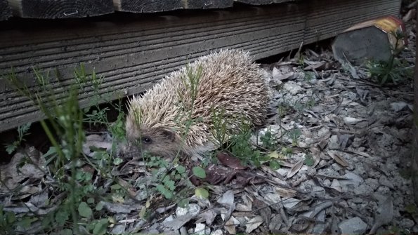 20200322190652-IMG_20200322_190612