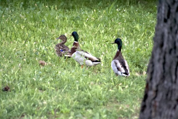 20200521211624-IMG_3516